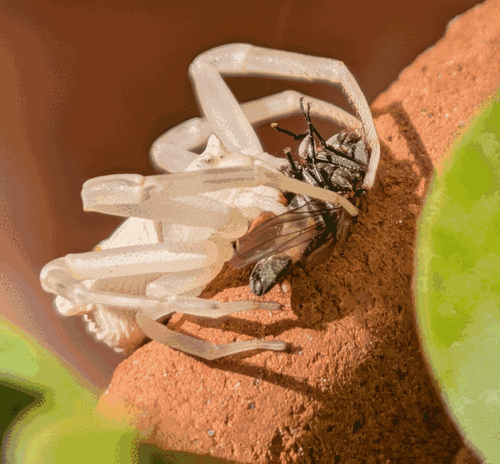 Digiriendo una mosca en una maceta