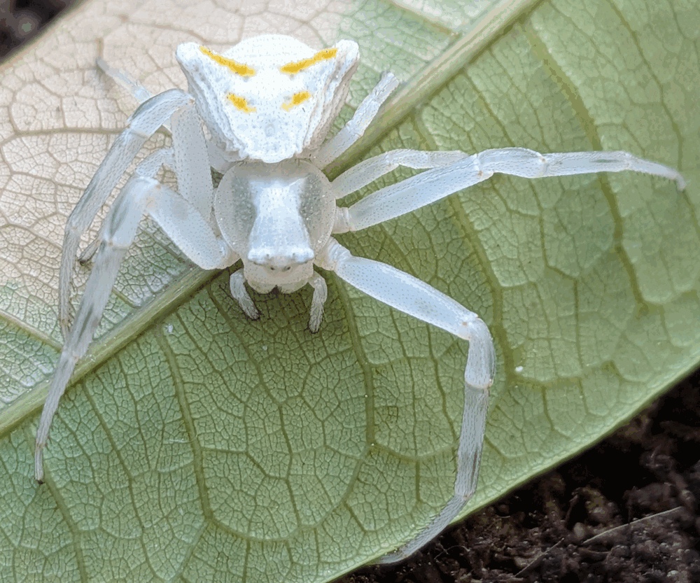 Typical shape, legs and colours of a crab spider