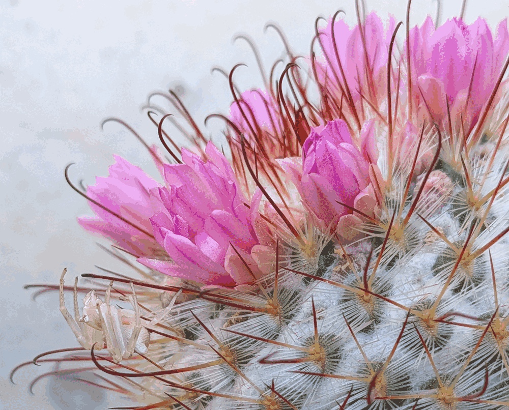 Hidden among cactus flowers