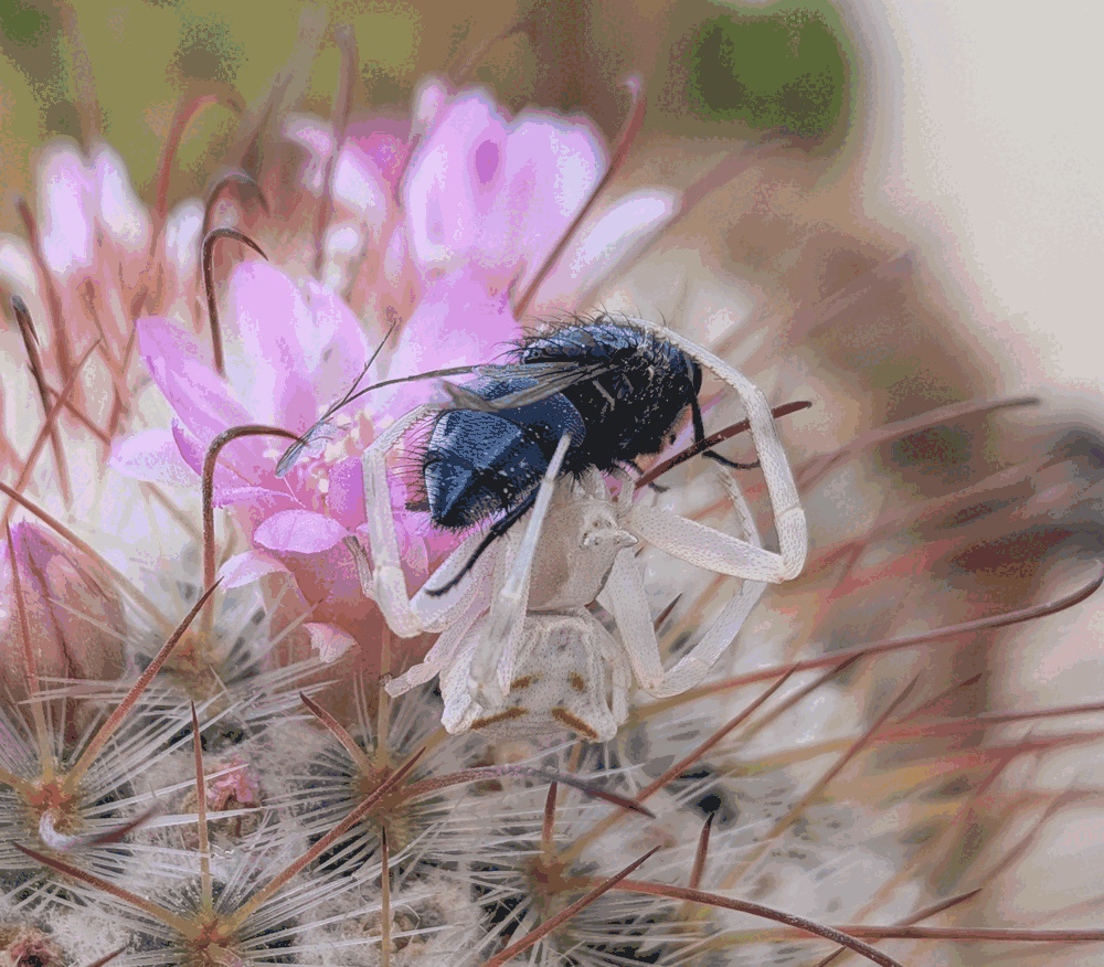 Enjoying a blue bee