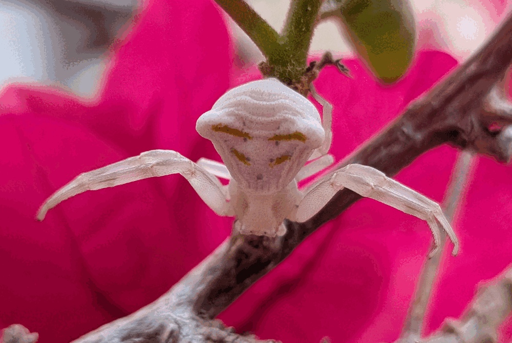 The crab-shaped front legs