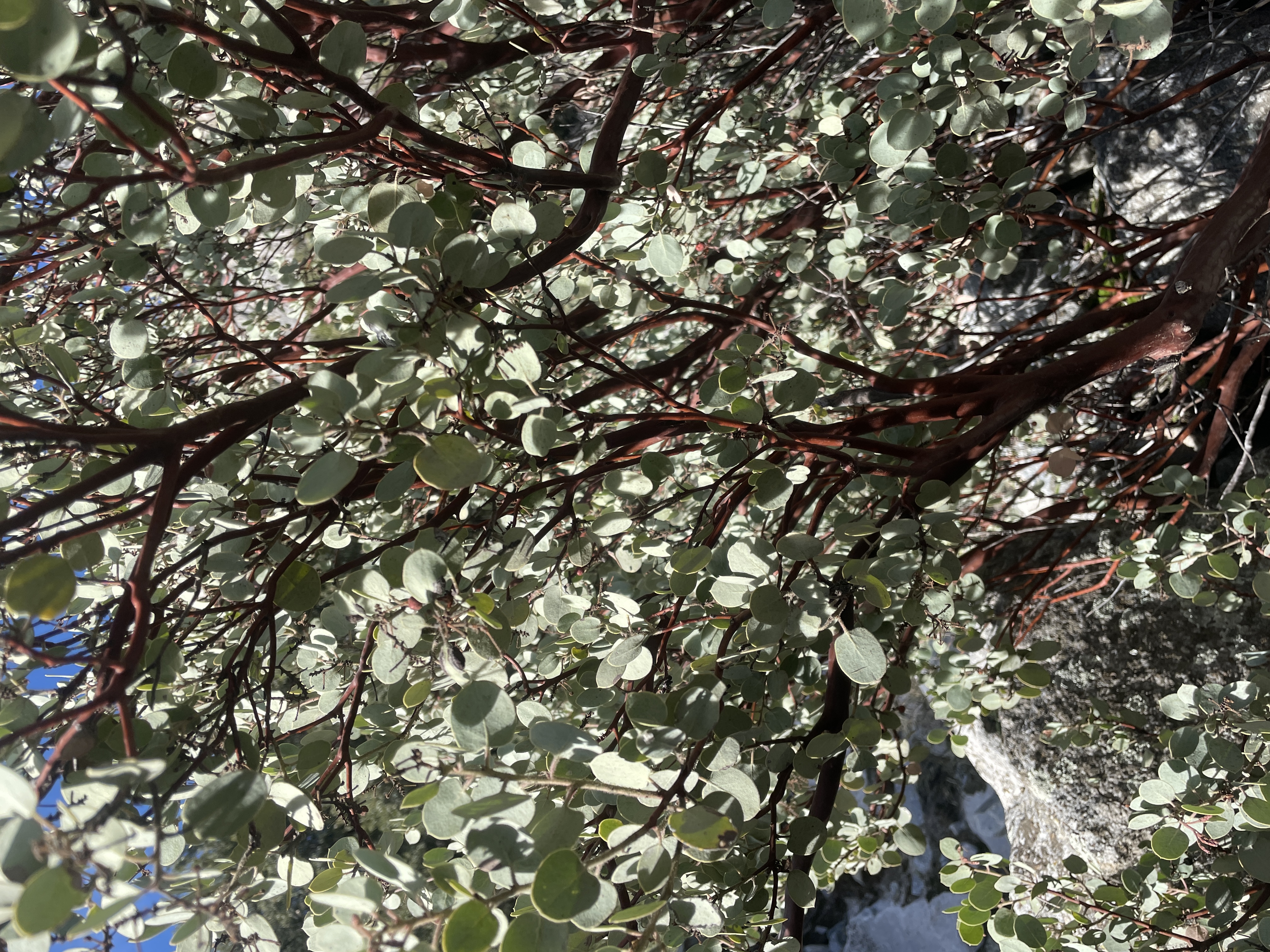 Arctostaphylos Viscida
