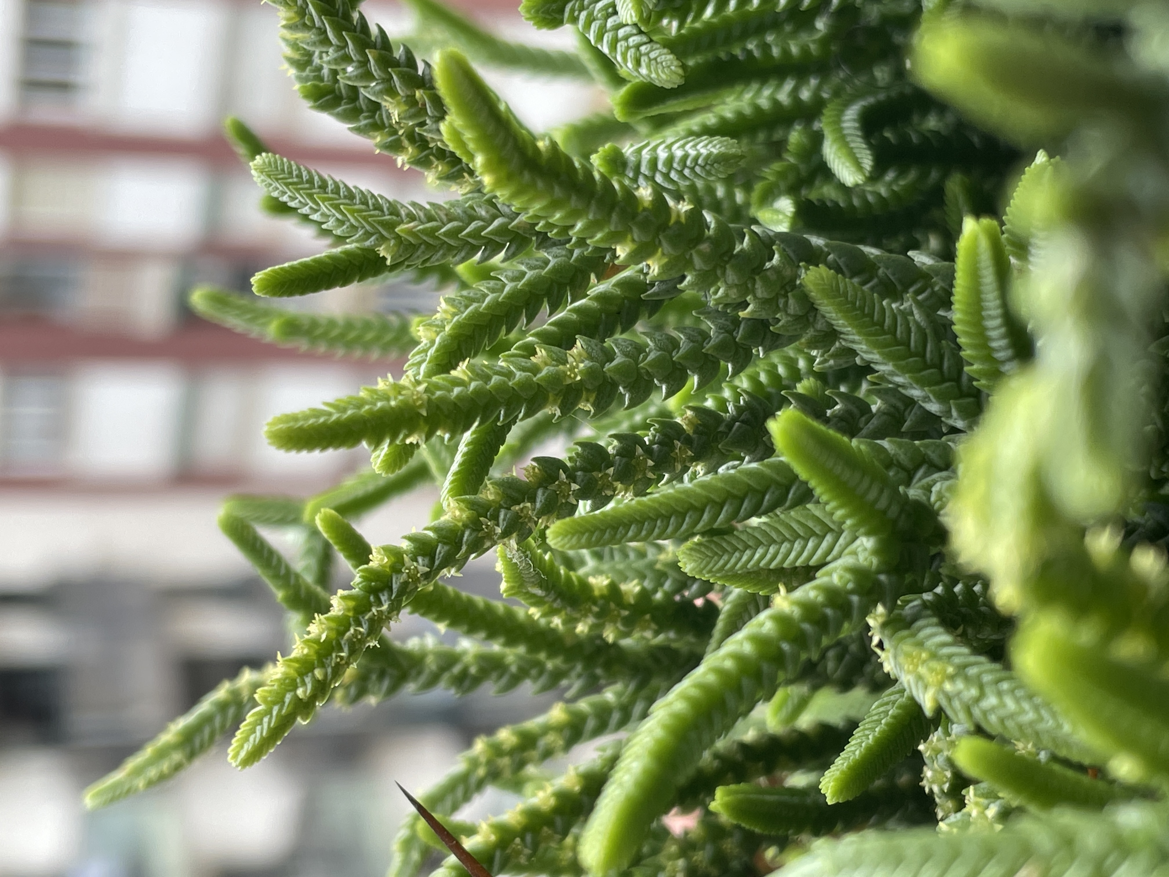 Crassula Muscosa
