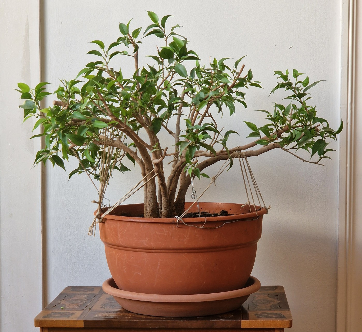Ficus Benjamina
