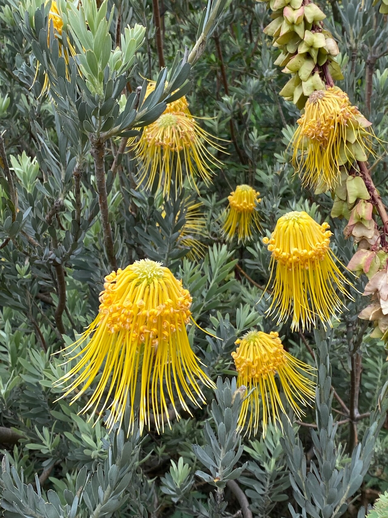 Leucospermum Reflexum var. Luteum