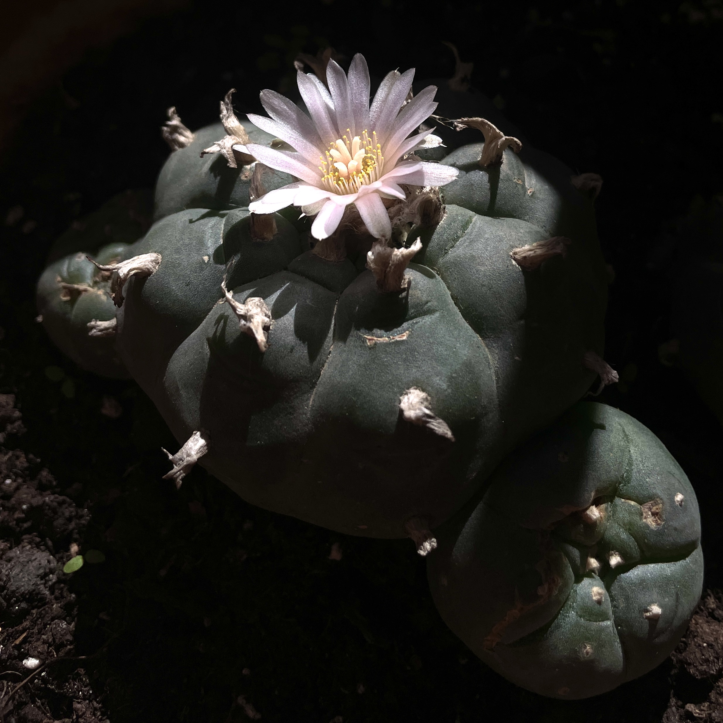 Lophophora Williamsii