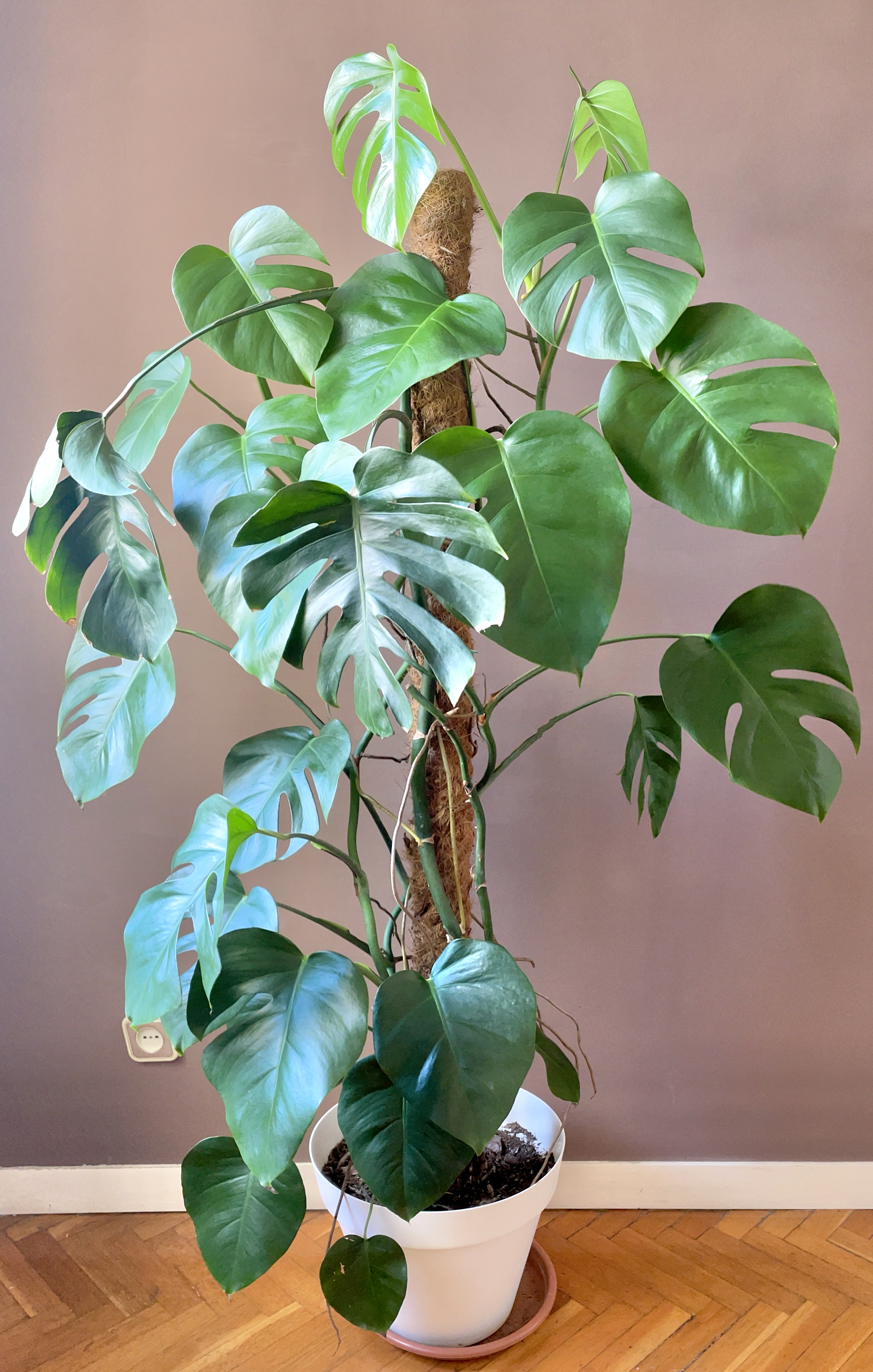 Monstera Deliciosa