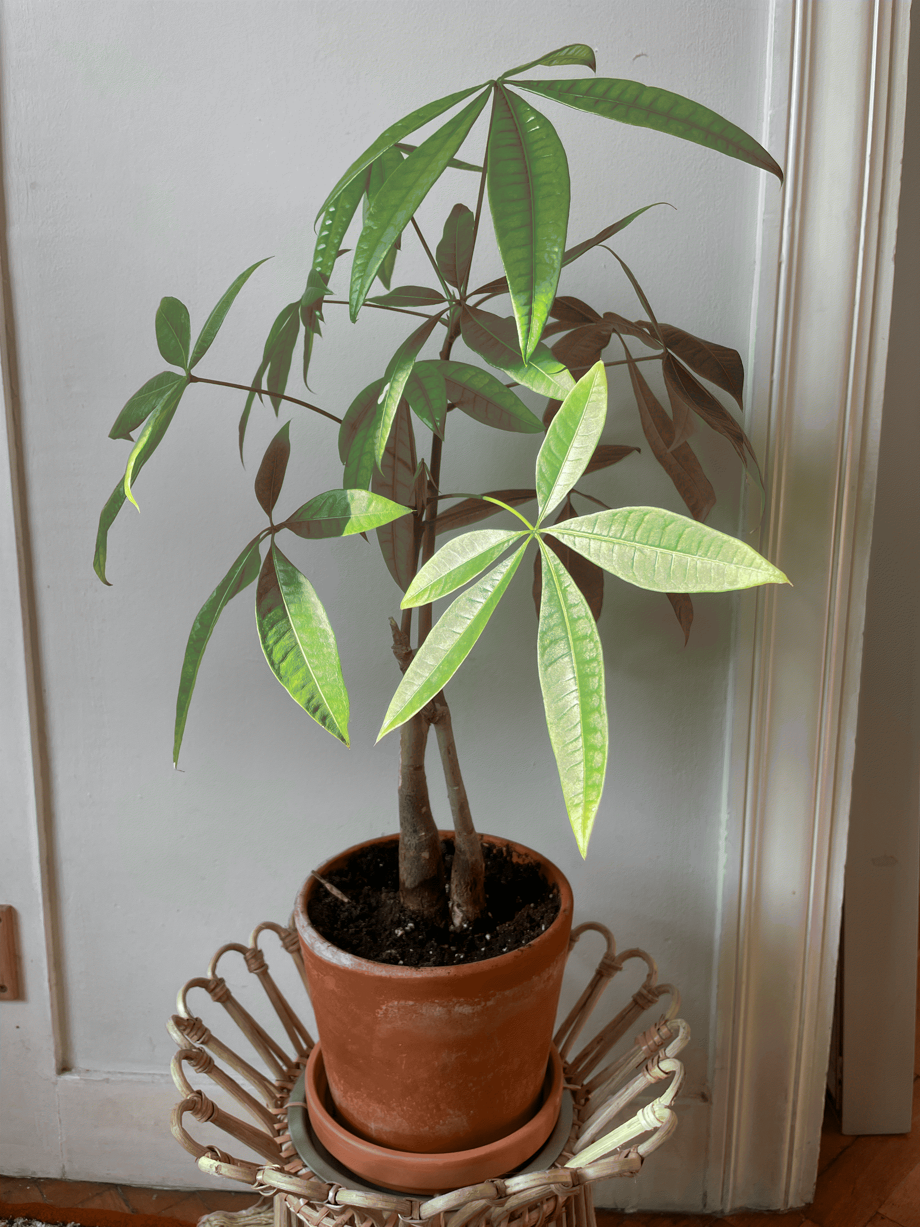 Pachira Glabra
