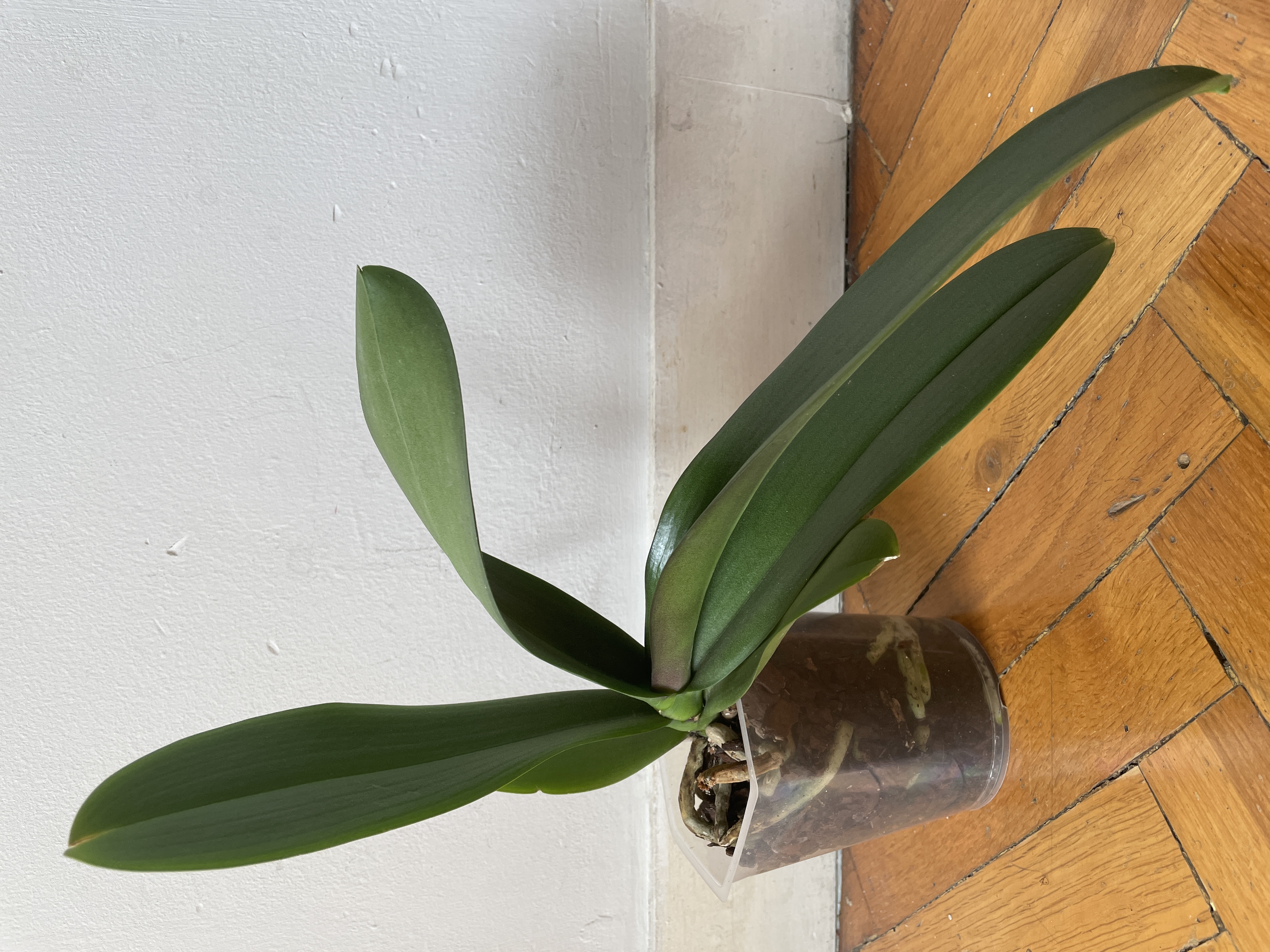 Phalaenopsis Amabilis
