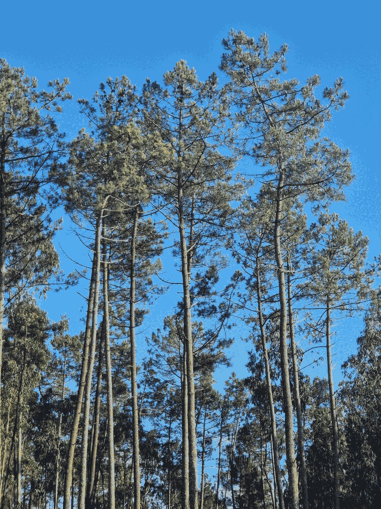Pinus pinaster