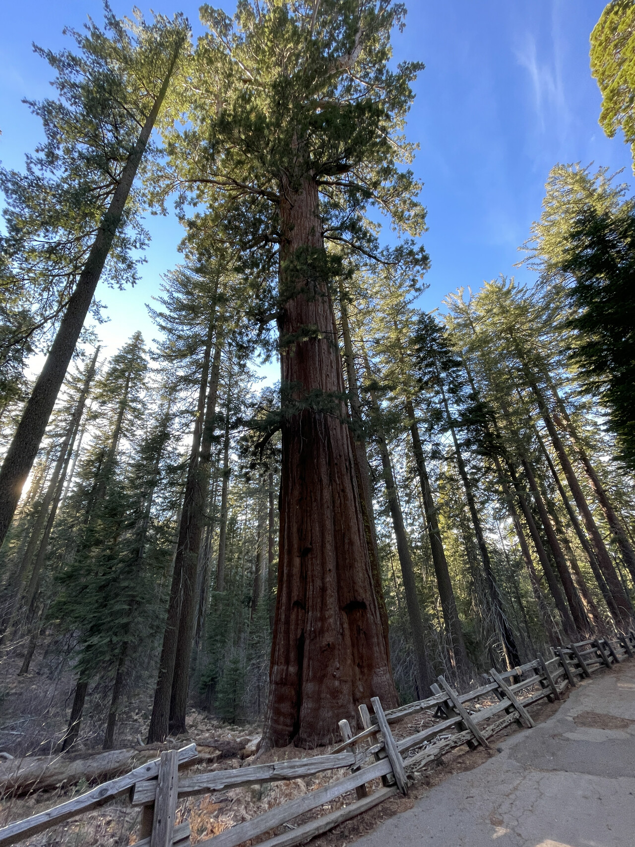 Sequoia Sempervirens