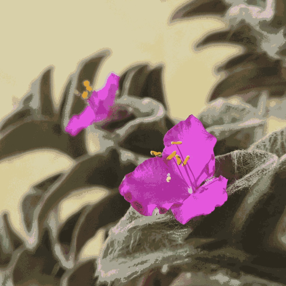 Tradescantia Sillamontana