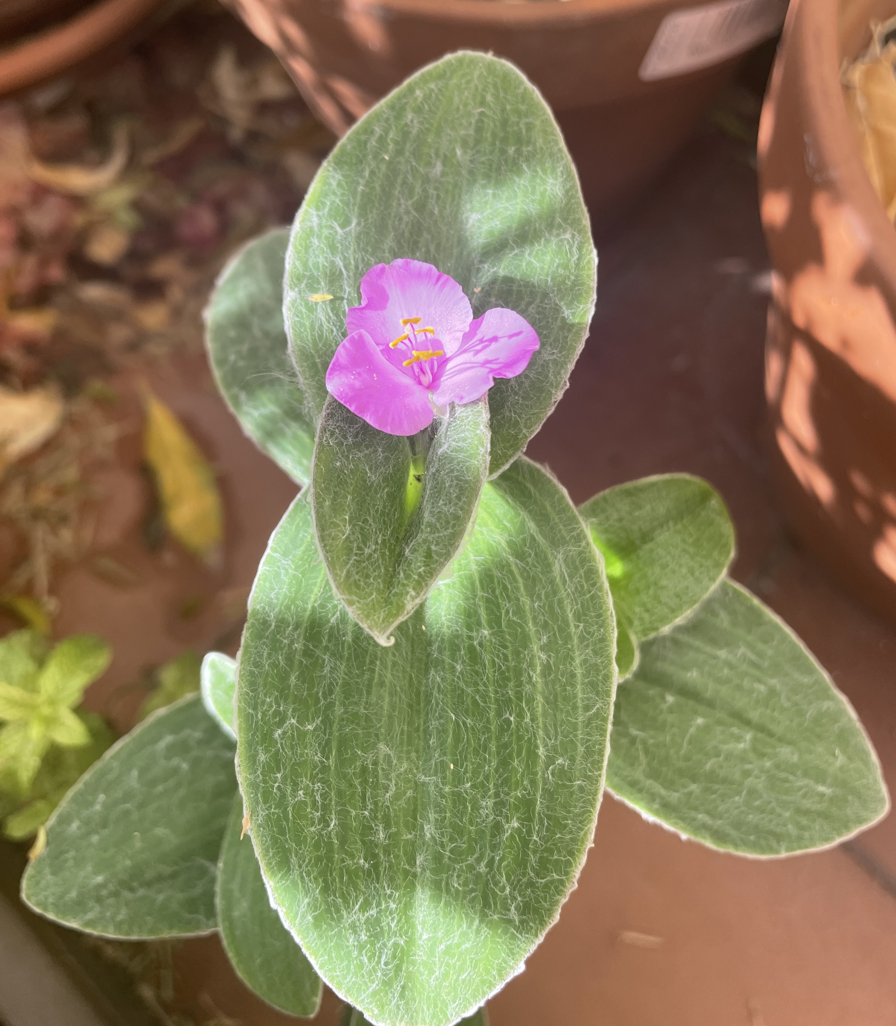 Tradescantia Sillamontana