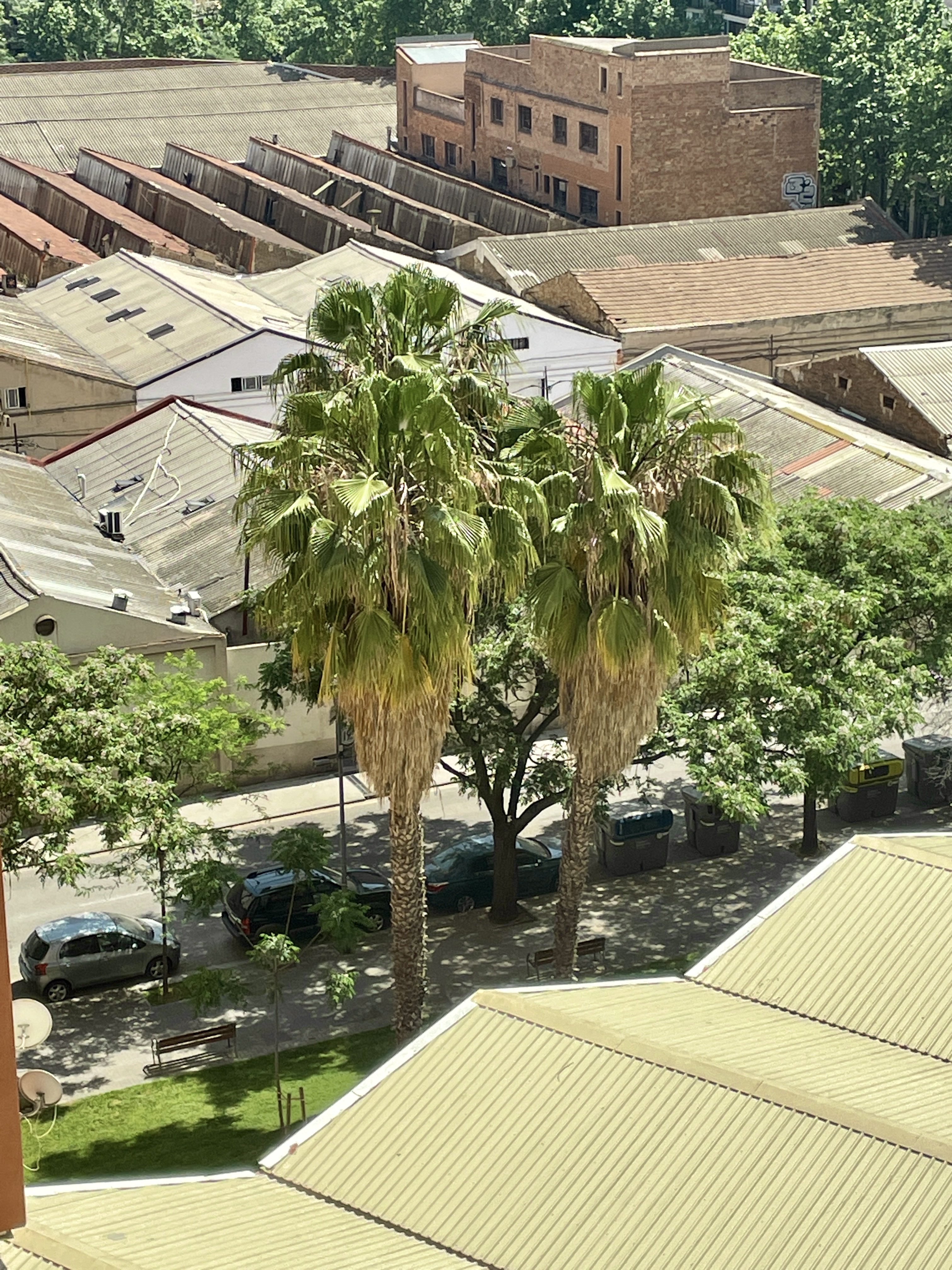 Washingtonia Filifera